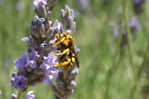 Nomada pectoralis